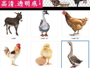 家禽養殖系列 從公雞到奶牛的多樣化經營