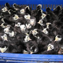 馮氏家禽養殖場 專業提供廣東火雞苗與福建火雞苗，專注光禽屠宰與生產