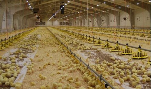 溫氏“公司+農戶”合作模式 譜寫鄉村致富經，引領家禽養殖新篇章