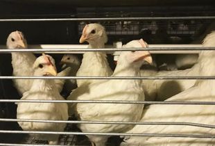 蛋黃顏色越深蛋品質越好？家禽業九大謠言揭秘，別再讓錯誤觀念害了養雞人