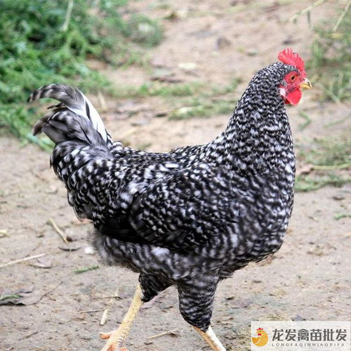 鄧川綠殼蛋雞 品種優良飼養簡，光禽加工口碑佳