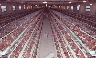 無公害養(yǎng)殖催肥技術(shù)解析 生長素效果、價(jià)格與光禽屠宰生產(chǎn)指南