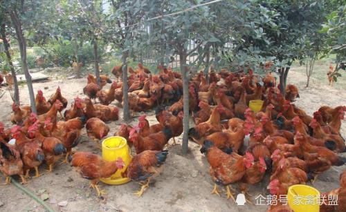 雞價(jià)探底回升，光禽產(chǎn)業(yè)助力家禽行情向好發(fā)展