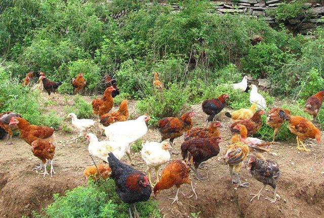 家禽產(chǎn)業(yè)復(fù)蘇與生豬散養(yǎng)戶的機(jī)遇 光禽屠宰生產(chǎn)視角下的養(yǎng)殖業(yè)新格局