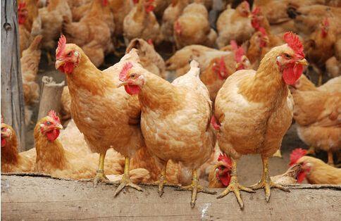 提升雞群均勻度 科學(xué)養(yǎng)殖是正道，勿信旁門左道