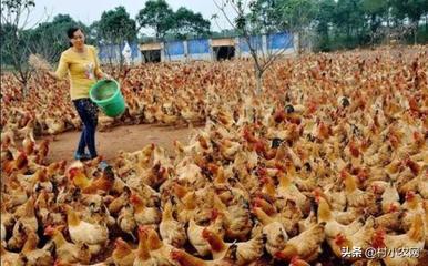 鄉(xiāng)村振興新機(jī)遇 家禽養(yǎng)殖創(chuàng)業(yè)指南與致富路徑