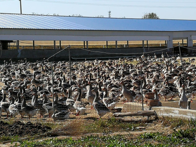 全國農(nóng)業(yè)大摸底 從安徽法式鵝肝到光禽產(chǎn)業(yè)，透視中國農(nóng)業(yè)的多元與融合